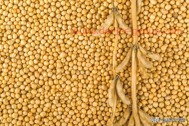 大豆目前多少錢一斤？豆價為何一路上漲？2021年11月大豆價格行情
