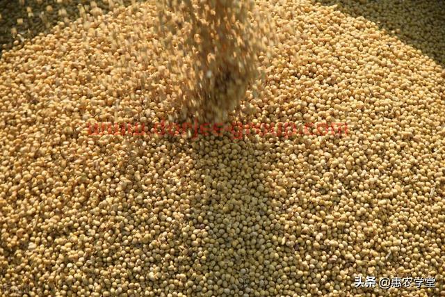 大豆目前多少錢一斤？豆價為何一路上漲？2021年11月大豆價格行情