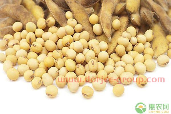 現(xiàn)在大豆多少錢一斤？大豆價(jià)格最新行情走勢